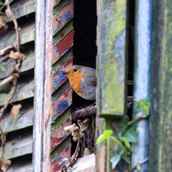 Close-up of bird perching on rusty metal