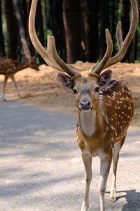 Portrait of deer standing on field
