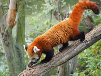 View of a cat on tree branch in zoo