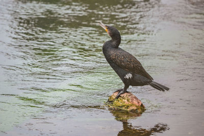 Bird perching on a lake