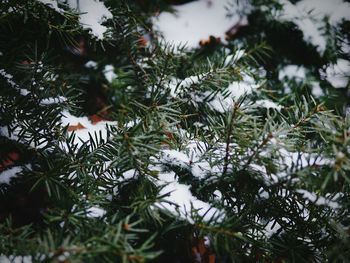 Close-up of christmas tree during winter