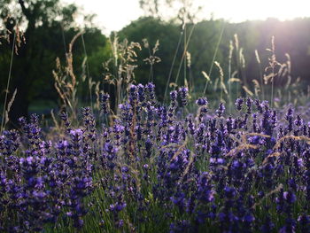 Close-up of purple flowers blooming in field