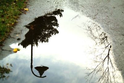 Reflection of trees in water