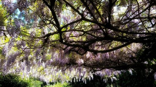 Low angle view of flower tree