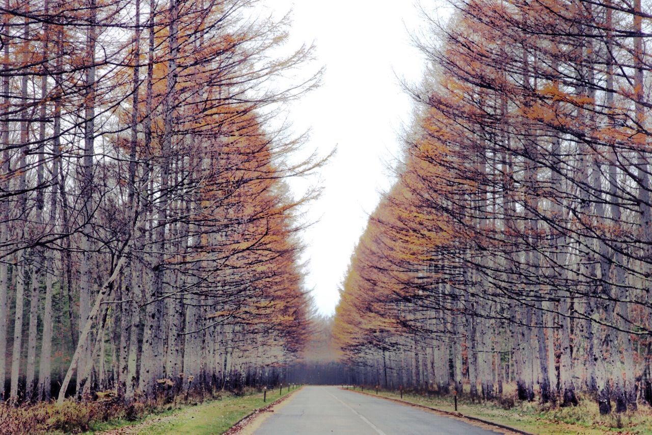 diminishing perspective, bare tree, the way forward, tree, road, nature, outdoors, no people, tranquility, day, winter, scenics, beauty in nature, branch, sky