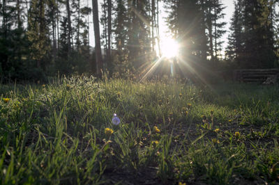 Sun shining through trees on field