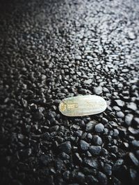 Close-up of shell on rock