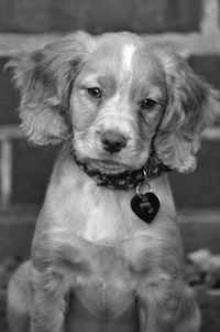 Close-up portrait of dog