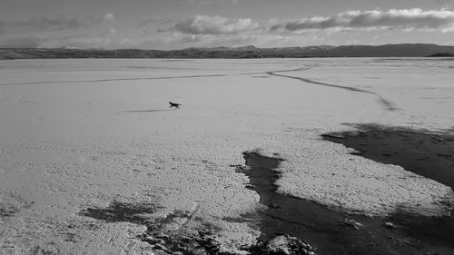 View of birds on beach