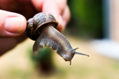 Close-up of snail on hand