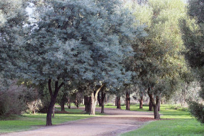 Trees in park