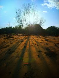 Scenic view of bare trees on field against sky