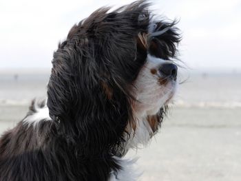 Close-up of hairy dog by sea on sunny day