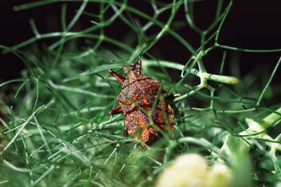 Close-up of insect on plant