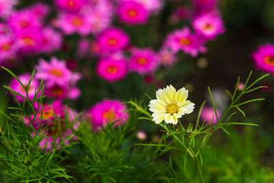 Close-up of pink flowering plants