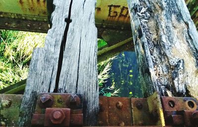 Close-up of rusty tree trunk