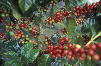 Close-up of berries growing on plant at field