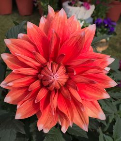 Close-up of red dahlia flower