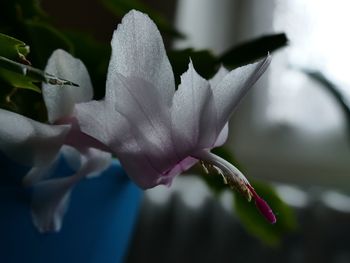 Close-up of white flowering plant