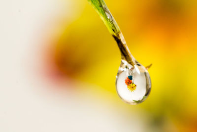 Macro shot of water drop with upside down reflection of flowers