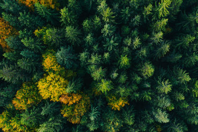 High angle view of flowering plants in forest