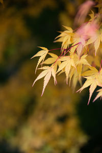 Japanese maple