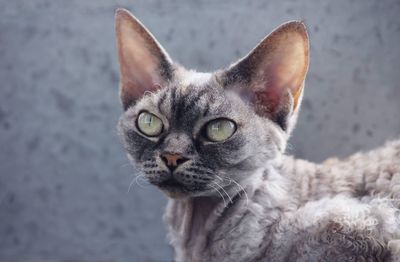 Close-up portrait of devon rex cat 