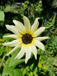 Close-up of yellow flower blooming outdoors