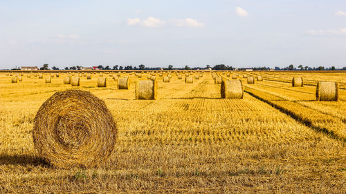 agriculture