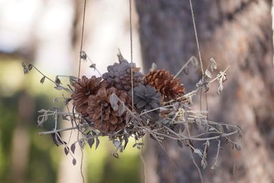 Close-up of dry plant