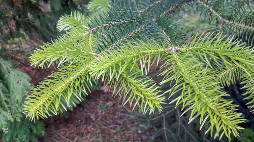 Close-up of pine tree