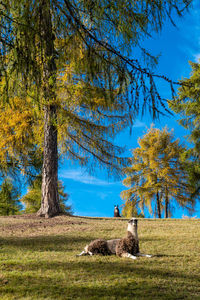 Trees on field against sky