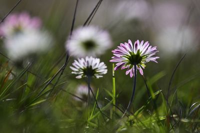 Close-up of purple flowering plants on field