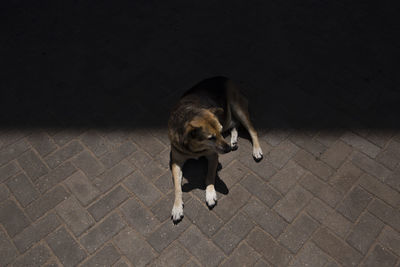 High angle view of dog looking away while sitting on street