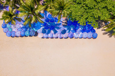 High angle view of blue and plants on beach