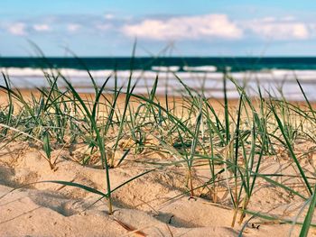 Close-up of grass by sea against sky