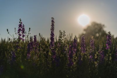 Close-up of lavender plants on field against sky