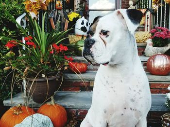 Close-up of dog outdoors