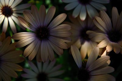 Close-up of flowers blooming outdoors