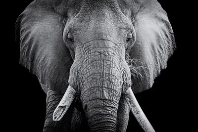 Close-up of elephant against black background