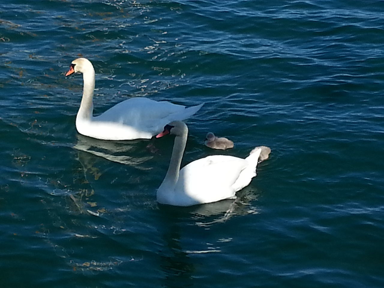 water, animal themes, bird, swan, animals in the wild, wildlife, swimming, waterfront, lake, rippled, white color, reflection, water bird, one animal, nature, floating on water, outdoors, two animals, high angle view, no people