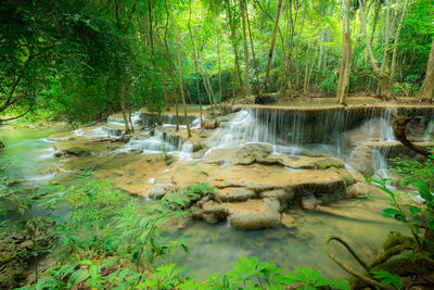 Scenic view of river in forest