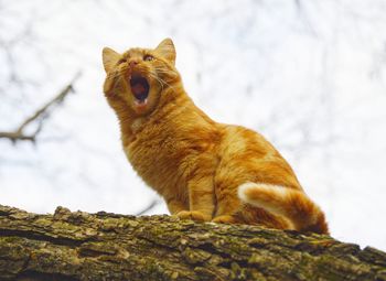 Low angle view of a cat sitting on tree