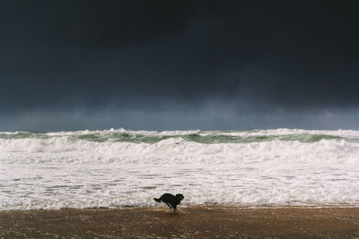 Dog running on shore at beach against cloudy sky