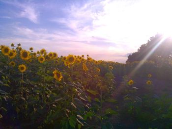 Flowers blooming in field