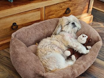 Dog sleeping on toy