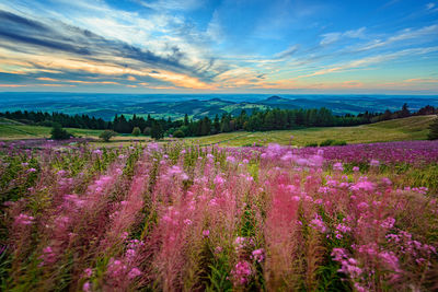 Scenic view of flowering plants on field against sky