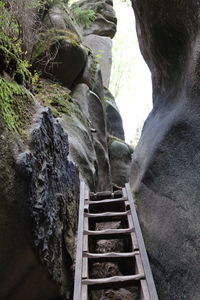 Low angle view of rock formation amidst trees in forest