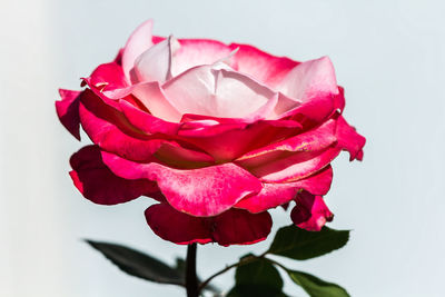 Close-up of red rose against white background