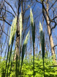 Close-up of stalks in field against sky